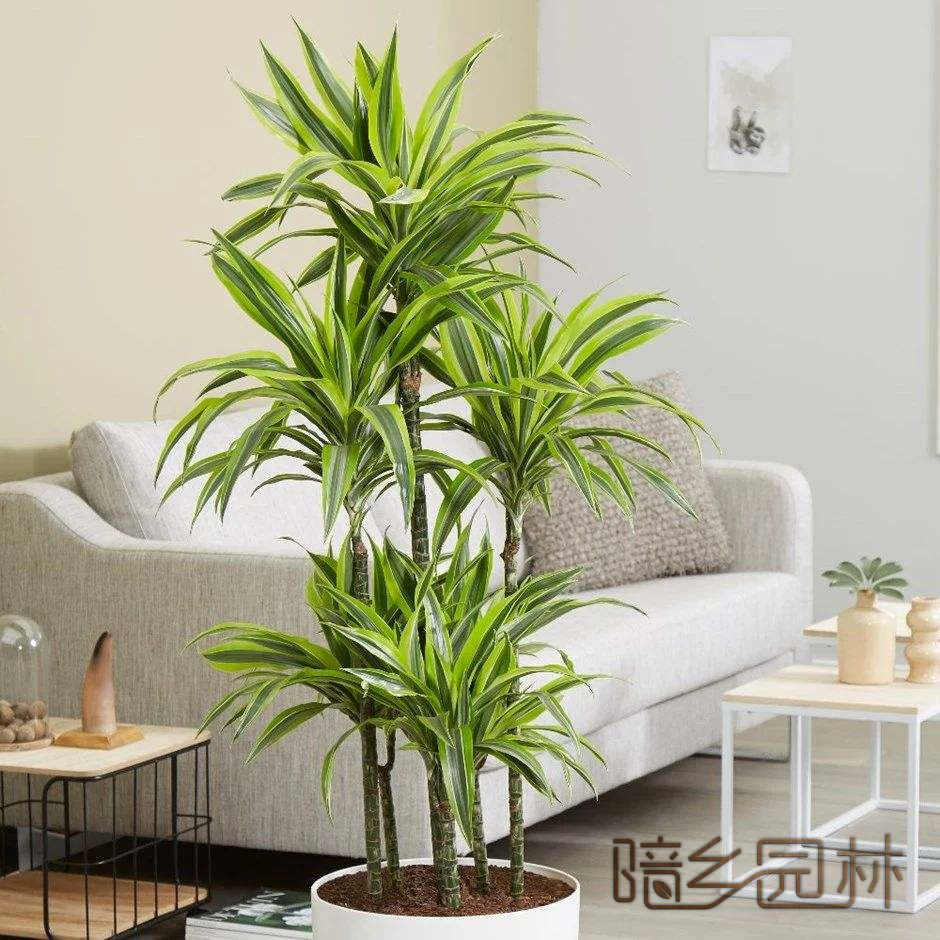 嘉兴步步高金边铁  绿植租赁 /花卉租摆 /植物出租 /租花/ 办公室租花 /公司租花