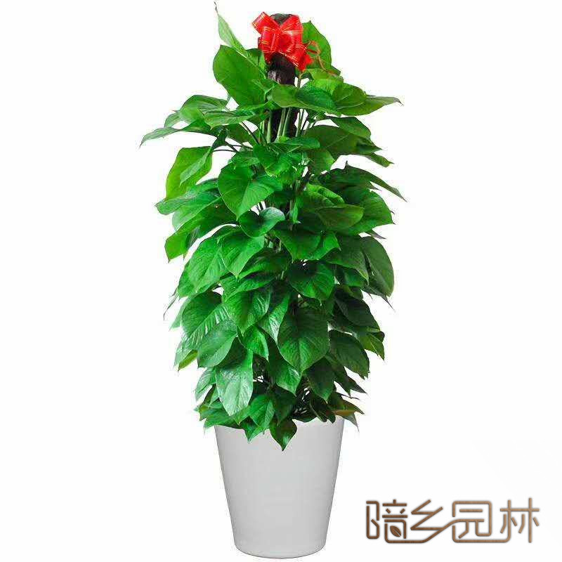 嘉兴大绿萝   绿植租赁 /花卉租摆 /植物出租 /租花/ 办公室租花 /公司租花