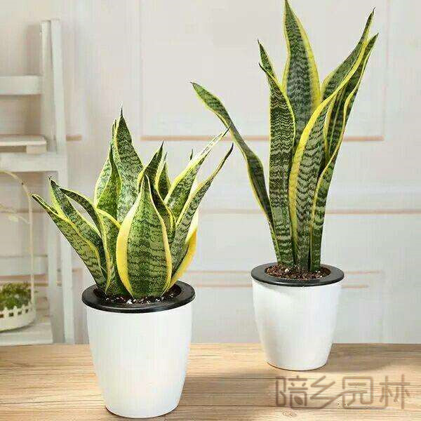 嘉兴虎皮兰   绿植租赁 /花卉租摆 /植物出租 /租花/ 办公室租花 /公司租花