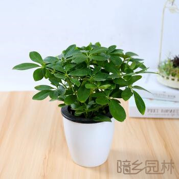 嘉兴鸭脚木  绿植租赁 /花卉租摆 /植物出租 /租花/ 办公室租花 /公司租花