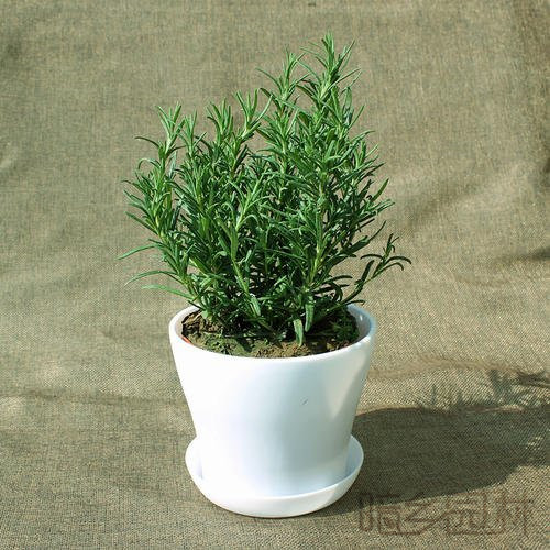 嘉兴迷迭香   绿植租赁 /花卉租摆 /植物出租 /租花/ 办公室租花 /公司租花