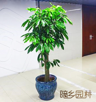 嘉兴大叶伞   绿植租赁 /花卉租摆 /植物出租 /租花/ 办公室租花 /公司租花