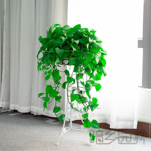 嘉兴吊绿萝   绿植租赁 /花卉租摆 /植物出租 /租花/ 办公室租花 /公司租花