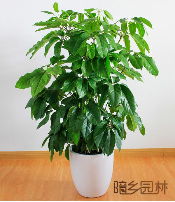 嘉兴招财树   绿植租赁 /花卉租摆 /植物出租 /租花/ 办公室租花 /公司租花