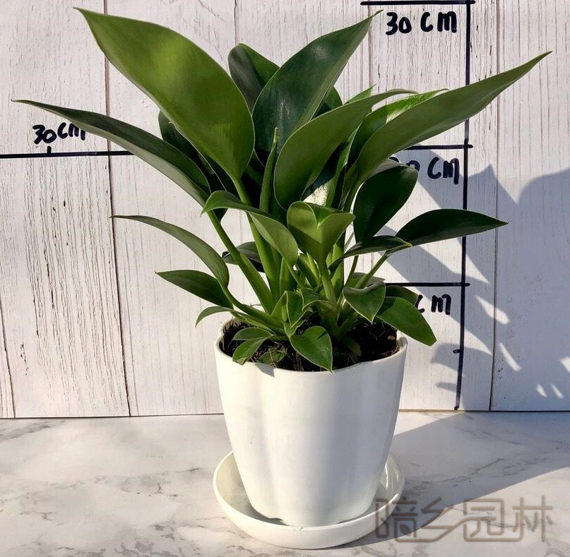 嘉兴金钻   绿植租赁 /花卉租摆 /植物出租 /租花/ 办公室租花 /公司租花