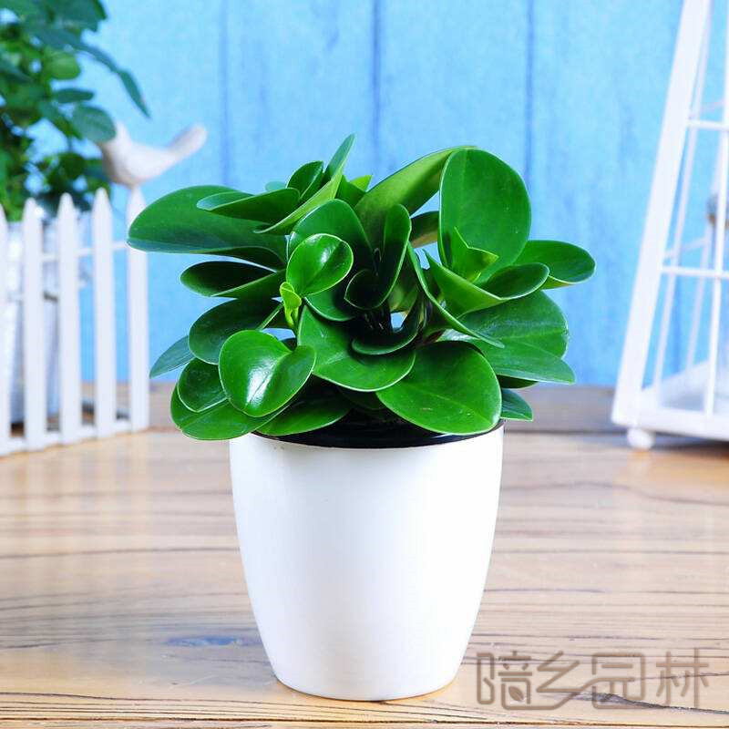 嘉兴碧玉  绿植租赁 /花卉租摆 /植物出租 /租花/ 办公室租花 /公司租花