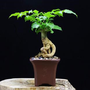 嘉兴绿宝树   绿植租赁 /花卉租摆 /植物出租 /租花/ 办公室租花 /公司租花