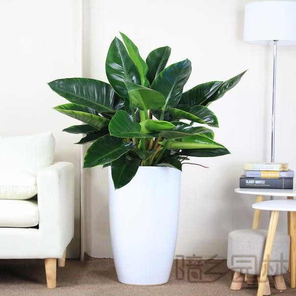 嘉兴金钻   绿植租赁 /花卉租摆 /植物出租 /租花/ 办公室租花 /公司租花