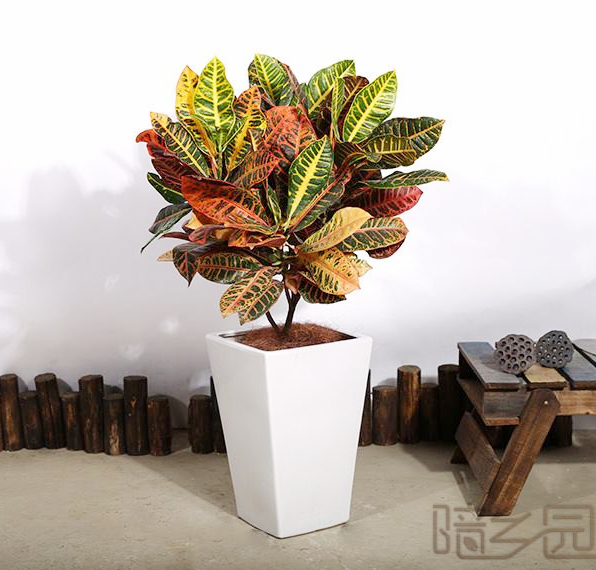 嘉兴变叶木   绿植租赁 /花卉租摆 /植物出租 /租花/ 办公室租花 /公司租花