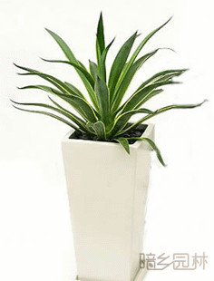 嘉兴龙舌兰  绿植租赁 /花卉租摆 /植物出租 /租花/ 办公室租花 /公司租花