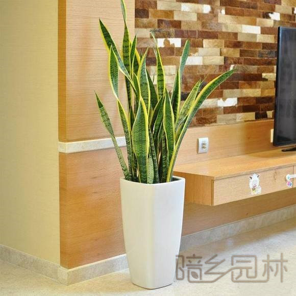 嘉兴虎皮兰   绿植租赁 /花卉租摆 /植物出租 /租花/ 办公室租花 /公司租花