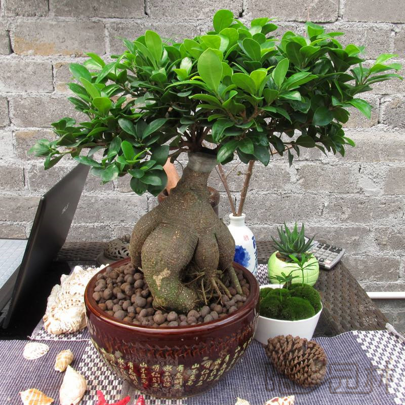 嘉兴人参榕   绿植租赁 /花卉租摆 /植物出租 /租花/ 办公室租花 /公司租花