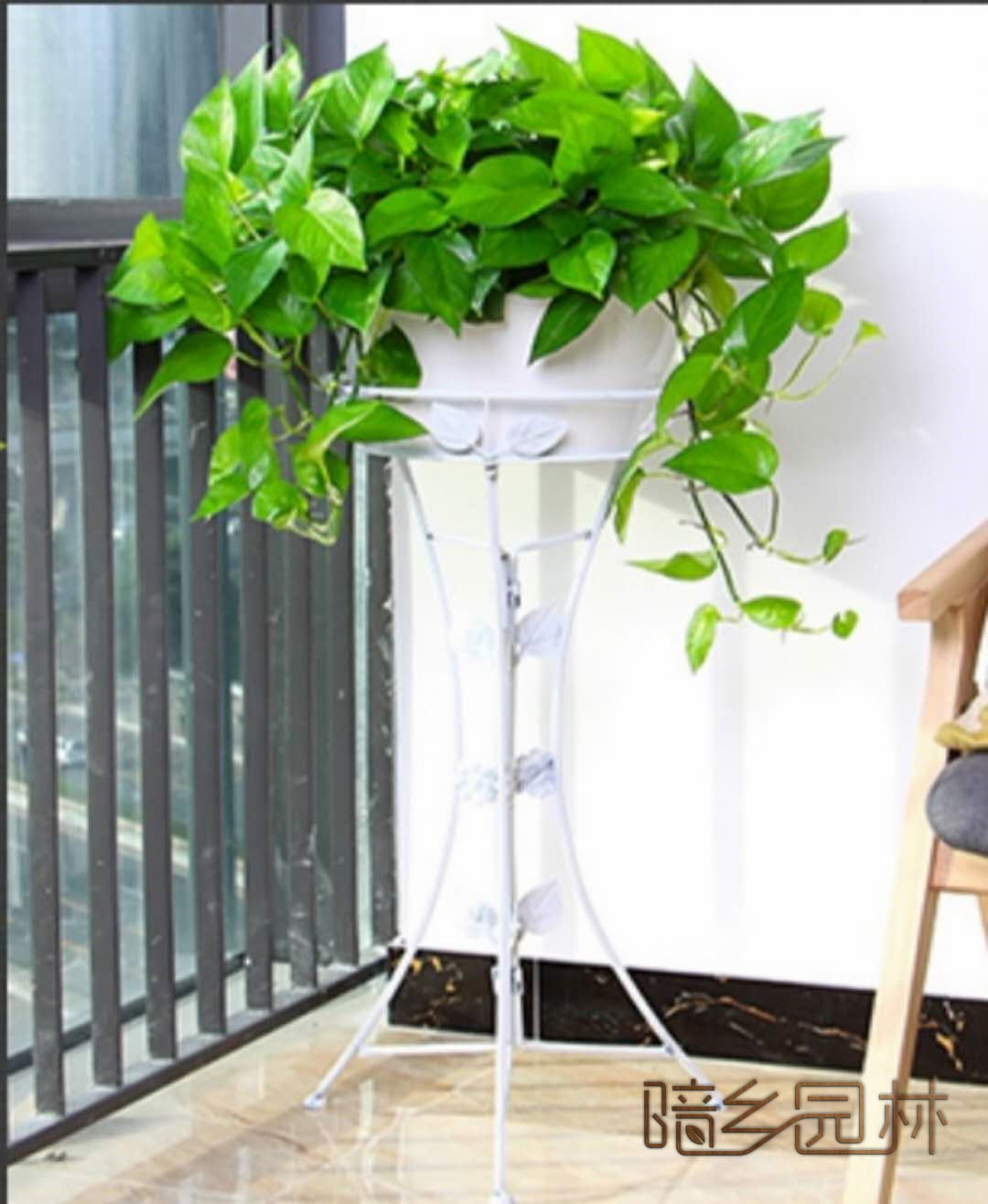 嘉兴大吊绿萝   绿植租赁 /花卉租摆 /植物出租 /租花/ 办公室租花 /公司租花