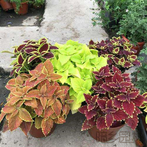 嘉兴彩叶草  绿植租赁 /花卉租摆 /植物出租 /租花/ 办公室租花 /公司租花