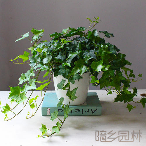 嘉兴常春藤  绿植租赁 /花卉租摆 /植物出租 /租花/ 办公室租花 /公司租花